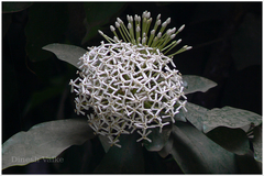 Ixora finlaysoniana